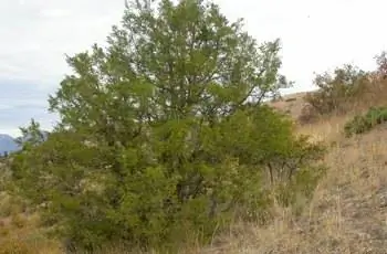 Большой можжевельник Скалистых гор (Juniperus scopulorum), растущий в Берк-парке, штат Монтана.