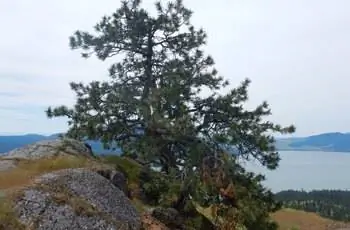 Величественная сосна Пондероза (Pinus ponderosa), растущая на острове Уайлд-Хорс в Монтане.