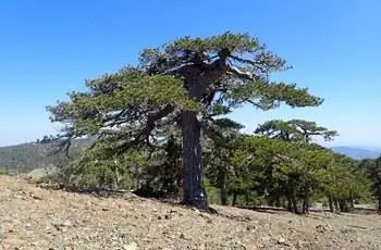 Несколько впечатляющих австрийских сосен (Pinus nigra), растущих вместе на горе.