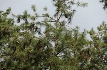 Вид юго-западной белой сосны (Pinus strobiformis) на фоне серого неба.