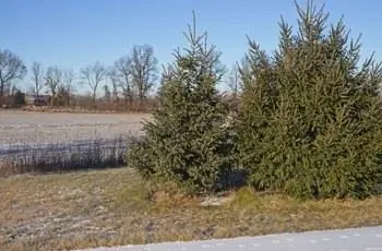 Несколько деревьев ели Блэк-Хиллз (Picea glauca 'Densata'), растущих в Мичигане.