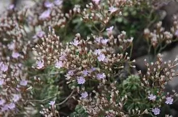 Крупный план маленьких цветков статицы карликовой (Limonium minutum).