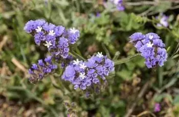 Крупный план цветов лаванды обыкновенной (Limonium sinuatum).