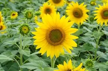 Поле подсолнухов обыкновенных (Helianthus annuus), один из которых находится прямо в центре кадра.