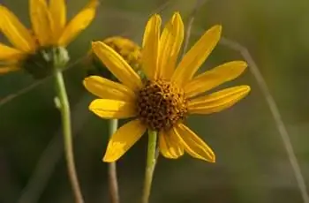 Крупный план двух цветков подсолнечника западного (Helianthus occidentalis).