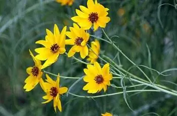 Горсть цветов подсолнечника с ивовыми листьями (Helianthus salicifolius), торчащих вверх и наружу.