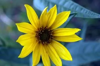 Крупный план подсолнечника Максимилиана (Helianthus maximiliani), растущего в национальном парке Уинд-Кейв в Южной Дакоте.