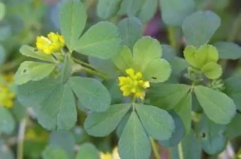 Крупный план трехлистного клевера (Trifolium dubium).