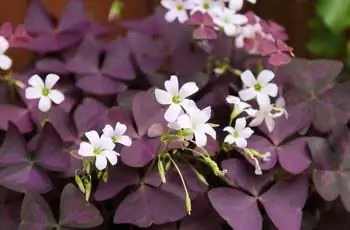 Крупный план растения трилистника пурпурного (Oxalis triangularis) с фиолетовыми листьями и маленькими белыми цветками.