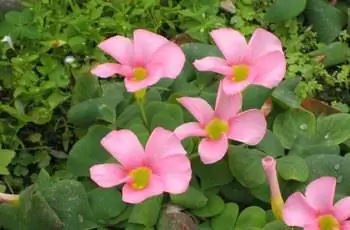 Из растений пурпурного щавеля (Oxalis purpurea) выскакивает горсть розовых цветков.