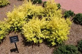 Саншайн лигуструм (Ligustrum sinense 'Саншайн'), растущий в Ботаническом саду Прибрежной Джорджии в Саванне, Джорджия.