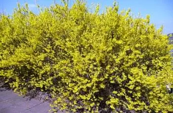 Большая бесформенная живая изгородь из форзиции бордюрной (Forsythia x intermedia).