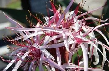 Гигантский кринум (Crinum asiaticum, зоны с 9 по 11) натурализовался во Флориде, а также в некоторых частях Луизианы и Калифорнии; однако его родиной является Азия.