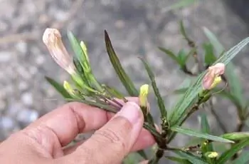 Рука держит растение мексиканской петунии (Ruellia simplex).