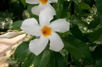 Два восхитительно нежных белых цветка дипладении (Mandevilla boliviensis).