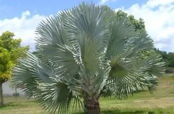 Пальма Бисмарка (Bismarckia nobilis) в окружении травы и других растений.