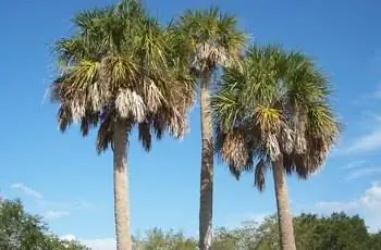 Три высокие капустные пальмы (Sabal Palmetto) на фоне голубого неба.