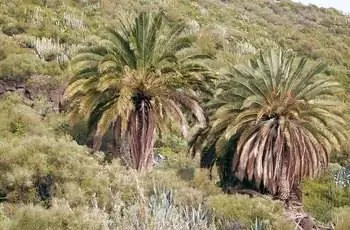 Две большие финиковые пальмы Канарских островов (Phoenix canariensis), растущие среди других растений.