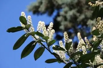 Вишневый лавр (Prunus laurocerasus) с большими белыми цветами под голубым небом весной.