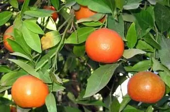 Клементиновые мандарины (Citrus reticulata «Клементин»), растущие на дереве.