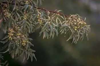 Русское оливковое дерево (Elaeagnus angustifolia) плодоносит на ветвях.