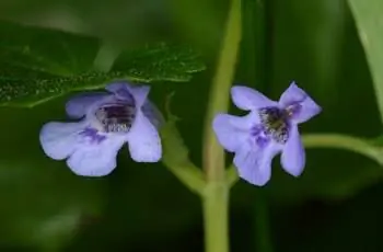 Два маленьких фиолетовых цветка ползучего растения Чарли (Glechoma hederacea).