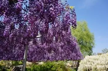 Некоторые японские глицинии (Wisteria floribunda), растущие в парке цветов Асикага в Японии.