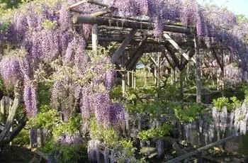 Глициния китайская (Wisteria sinensis), растущая вдоль храма в Токио, Япония.