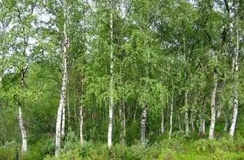 Группа европейских белых берез (Betula pendula), растущих в пустыне Инари в Финляндии.