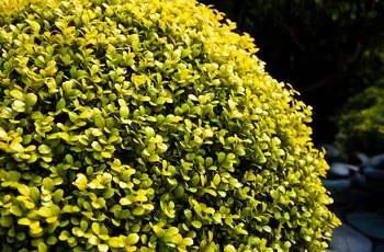 Куст золотого бересклета (Euonymus japonicus 'Aureomarginus') на темном фоне.