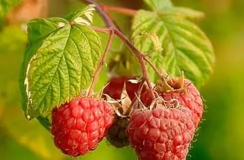 Крупный план вкусной красной малины (Rubus idaeus), все еще растущей на лозе.