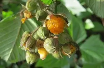 Крупный план желтой малины (Rubus ellipticus) на разных стадиях спелости, все еще растущей на лозе.