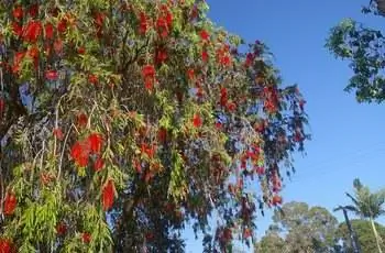 Снимок плакучей бутылочной щетки (Melaleuca viminalis) на фоне голубого неба.