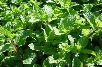 Множество полезной мяты (Mentha spicata) растет на острове Мауи, Гавайи.