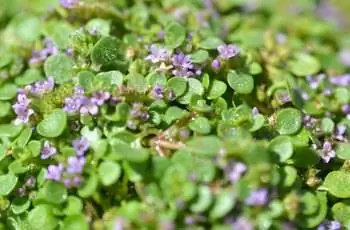 Крупный план корсиканской мяты (Mentha requienii) с маленькими лавандовыми цветками.