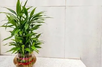 Счастливое растение бамбука (Dracaena sanderiana) в стеклянной вазе, стоящее на прилавке.