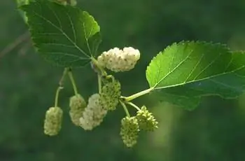 Крупный план листьев и плодов белой шелковицы (Morus alba).