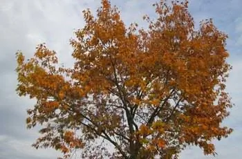 Снимок большого северного красного дуба (Quercus Rubra) на фоне облачного неба.