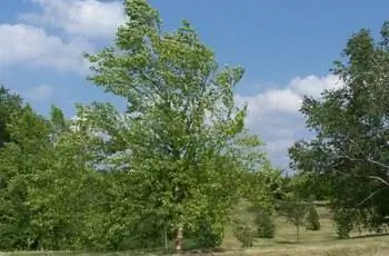 Речная береза (Betula nigra) покачивается на ветру в Ландшафтном дендрарии Миннесоты.