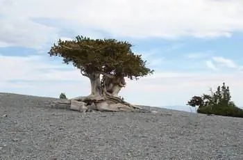 Одинокая щетинистая сосна (Pinus longaeva), растущая в национальном парке Грейт-Бейсин.