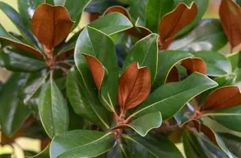 Крупный план листьев южной магнолии (Magnolia grandiflora).