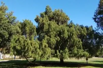 Несколько лысых кипарисовиков (Taxodium distichum), растущих в парке.