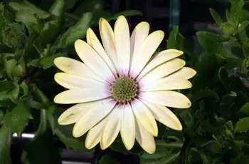 Нежная желто-белая африканская маргаритка (Osteospermum ecklonis), растущая в питомнике Behnke в Белтсвилле, штат Мэриленд.