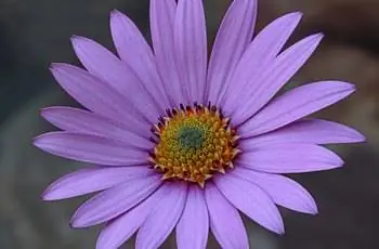 Восхитительно лавандовый цветок африканской маргаритки (Osteospermum jucundum 'Compactum').