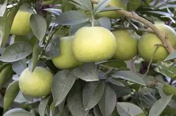 Дерево, усыпанное грейпфрутами оробланко (Citrus grandis Osbeck x C. Paradisi Macf.).