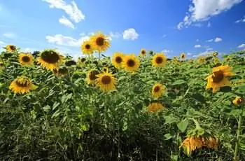 Поле подсолнухов обыкновенных (Helianthus annuus), поднимающихся к солнцу и голубому небу.