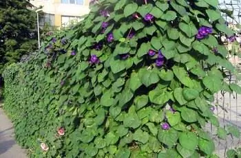 Растение ипомеи пурпурной (Ipomoea purpurea) с фиолетовыми цветами, растущее вдоль забора.