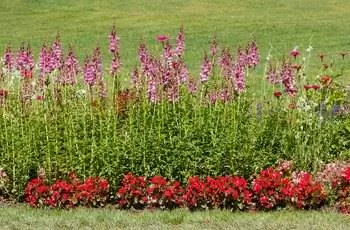 Львиный зев ракетной орхидеи (Antirhinum majus 'Rocket Orchid') с розовыми цветами, растущими подряд на травянистом поле.