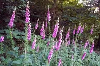 Высокие стебли наперстянки обыкновенной (Digitalis purpurea) срастаются вместе с пурпурными цветками.