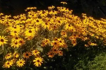 Ряд высоких черноглазых Сьюзен (Rudbeckia hirta), тянущихся к солнцу.